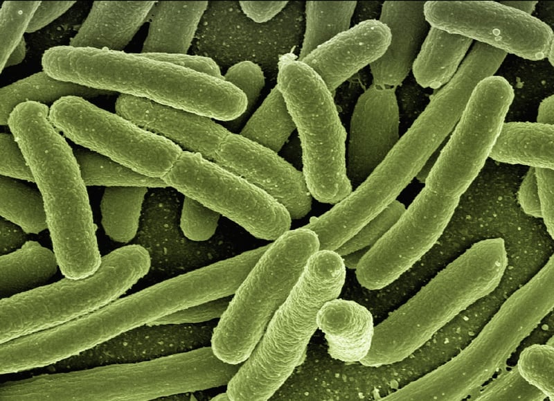 Identifying plant diseases