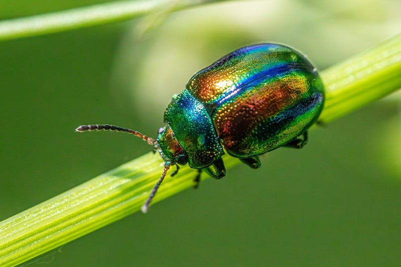 Preventing common pests