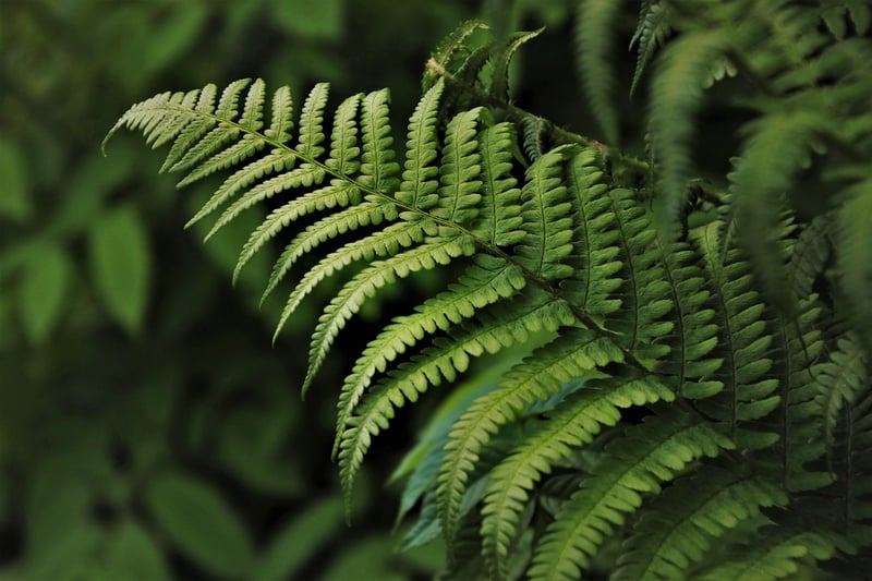 Volunteering in green initiatives