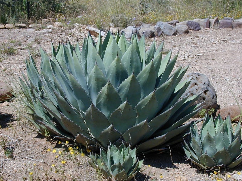 Indoor Succulent Plant
