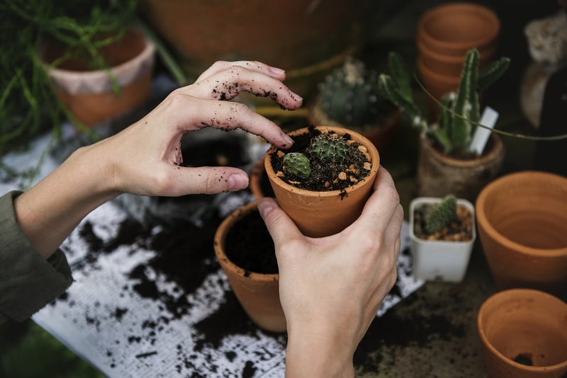 Plant Swap